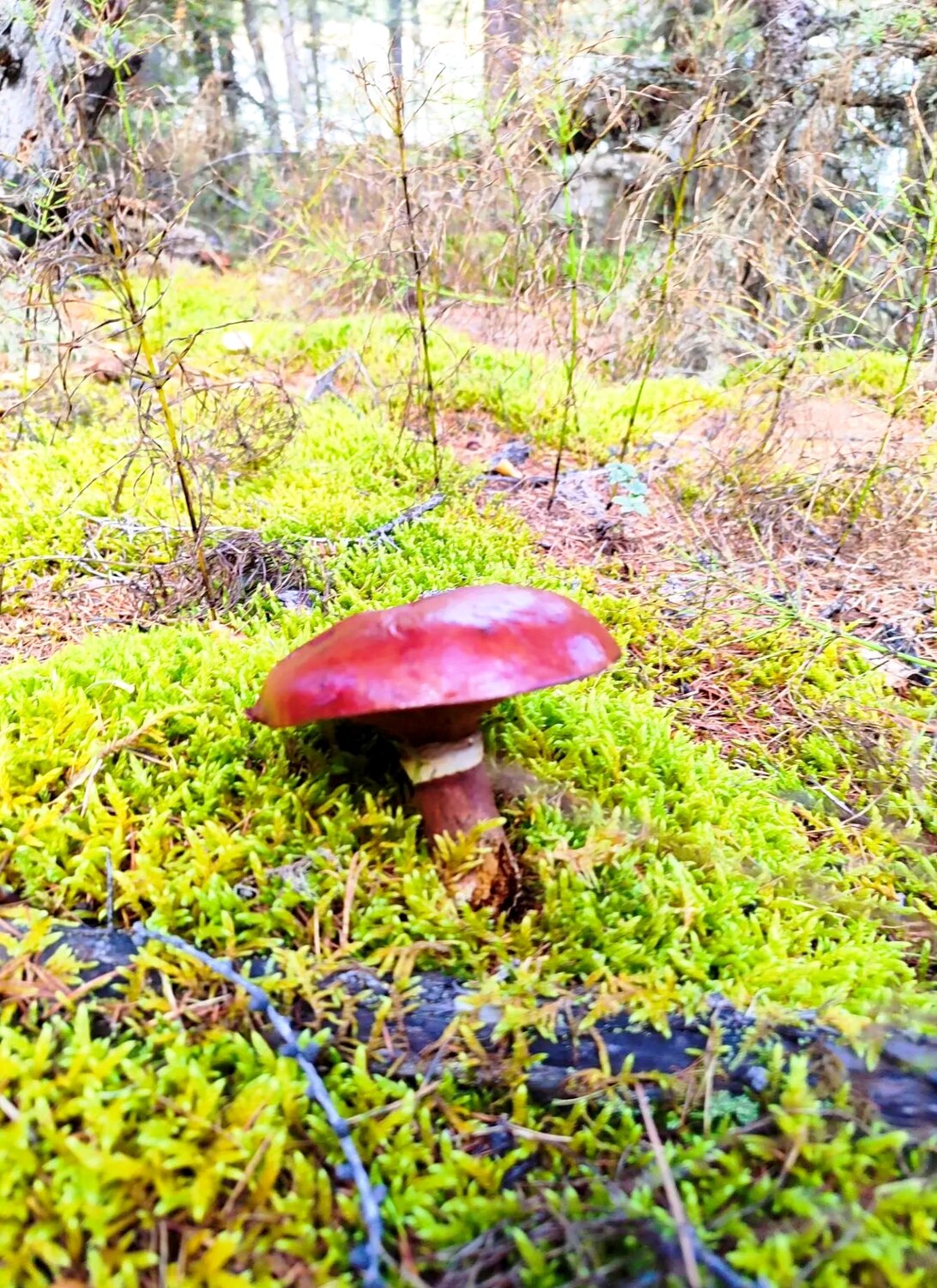 Photo #13921034
