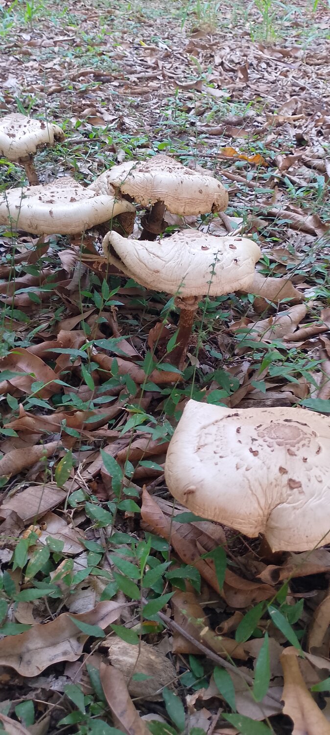 Photo #13921041