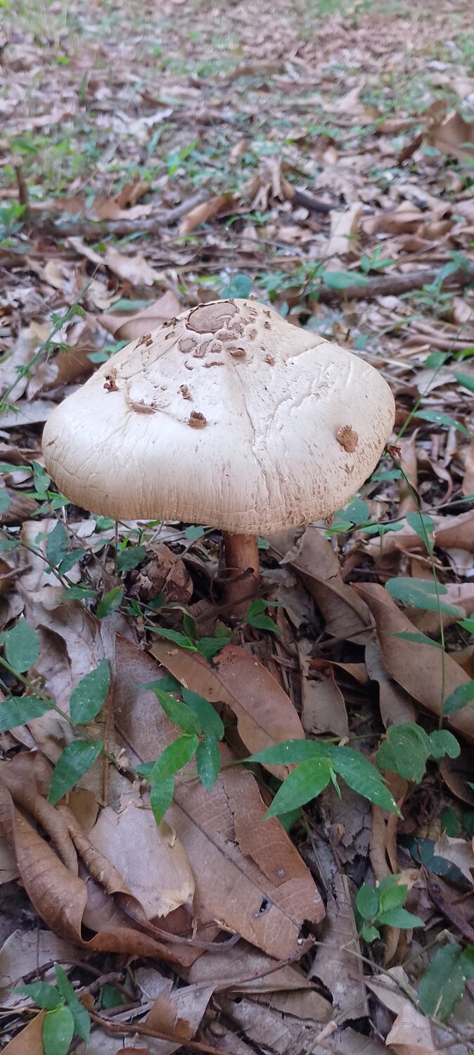 Photo #13921042