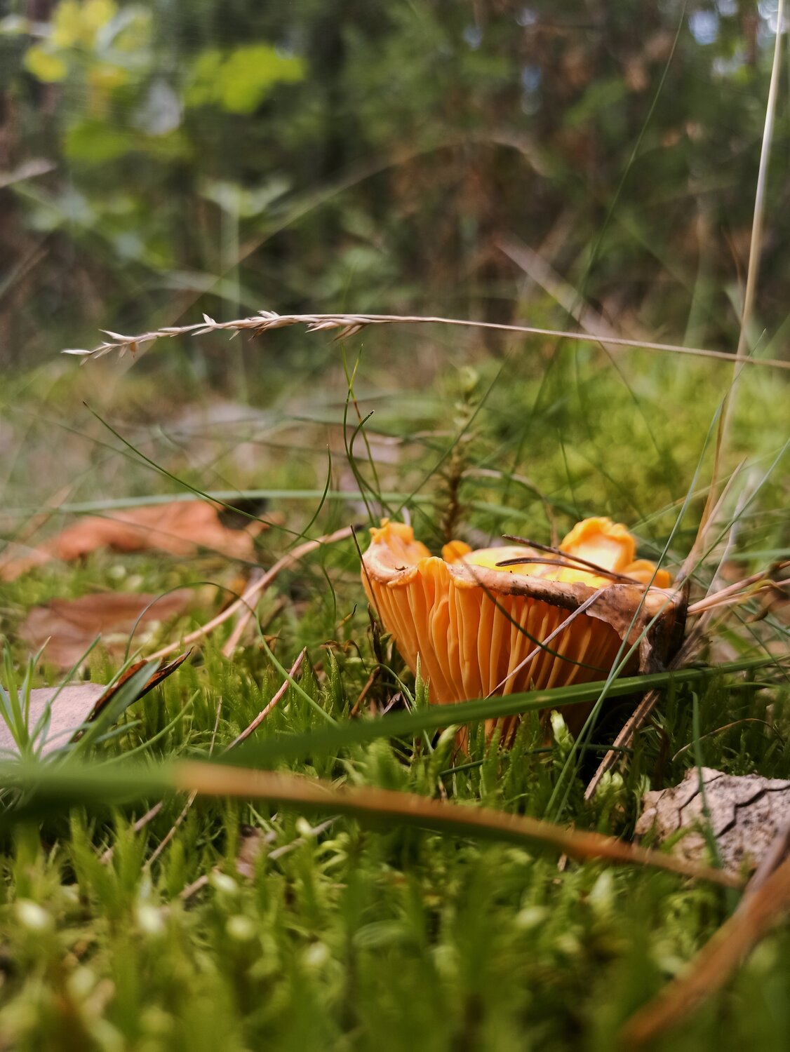 Photo #13921052