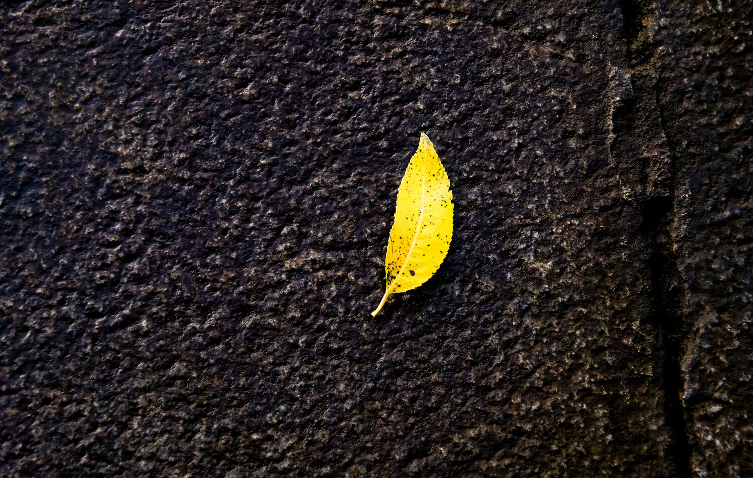 Photo #13921054