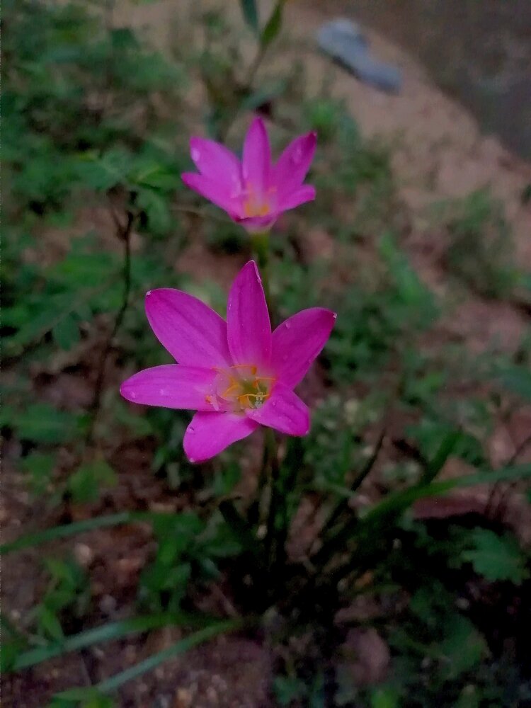 Pink Rain Lilies After Rain