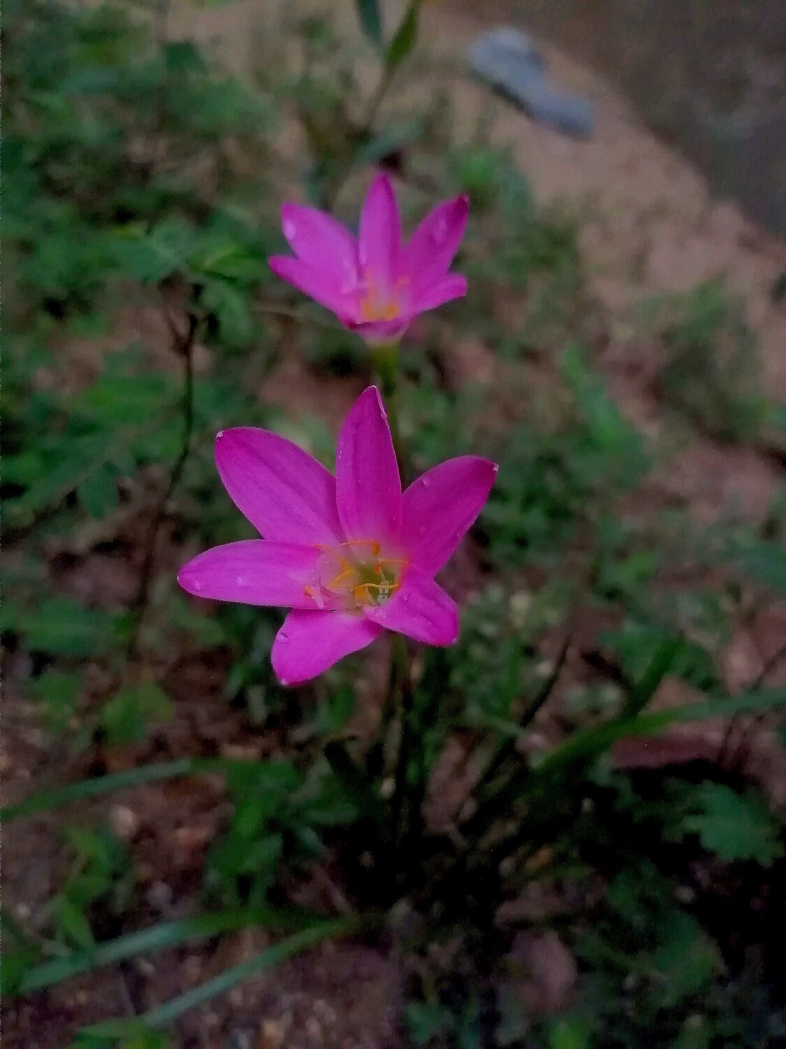 Pink Rain Lilies After Rain