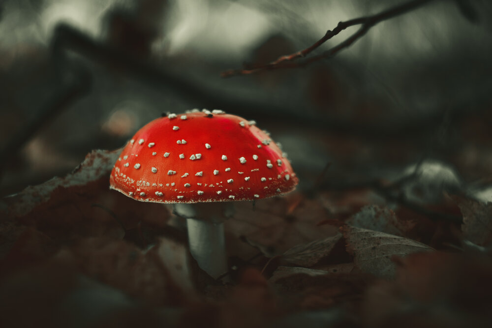 Photograph by Мария Курицына