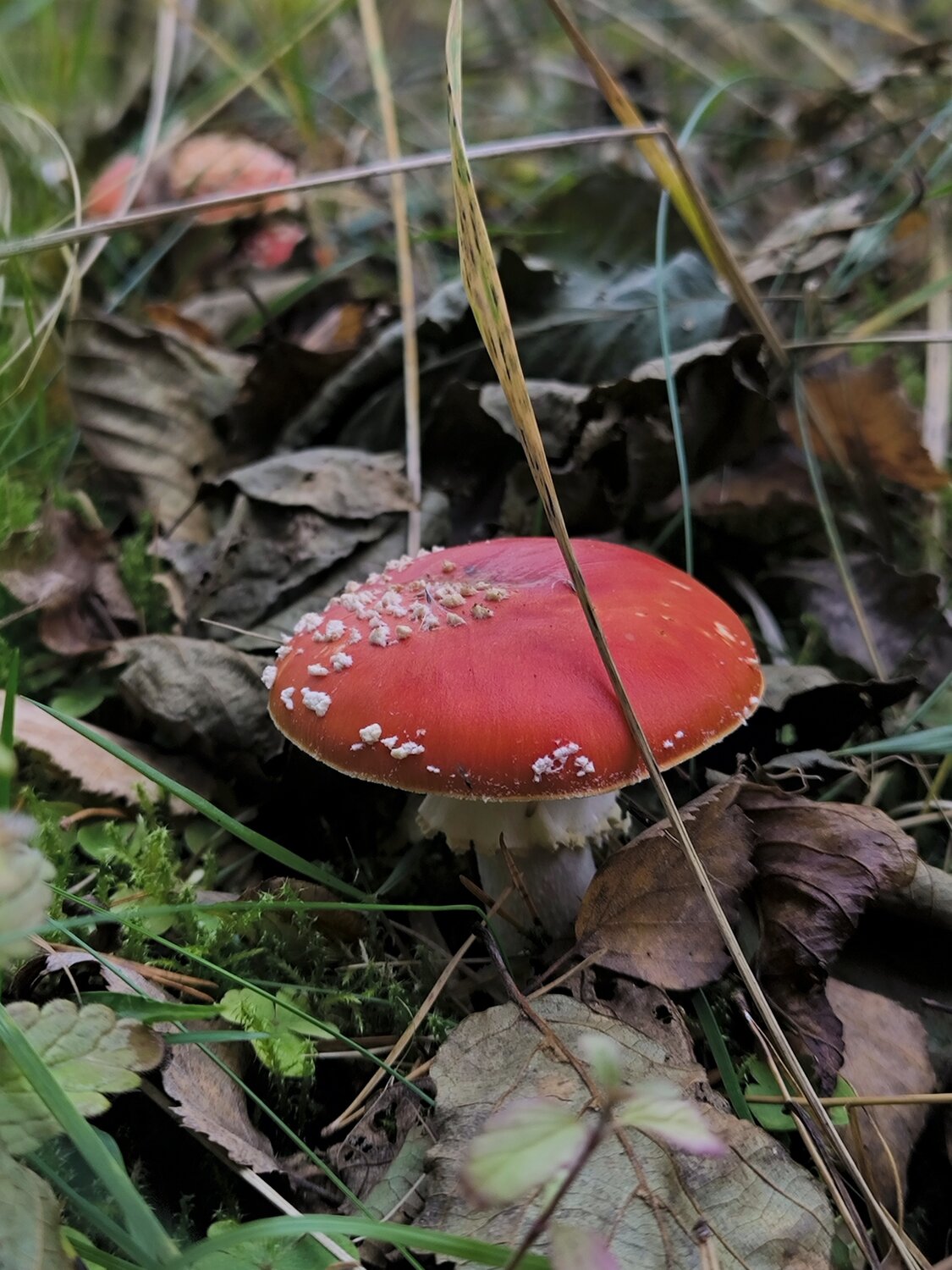Photo #13921255