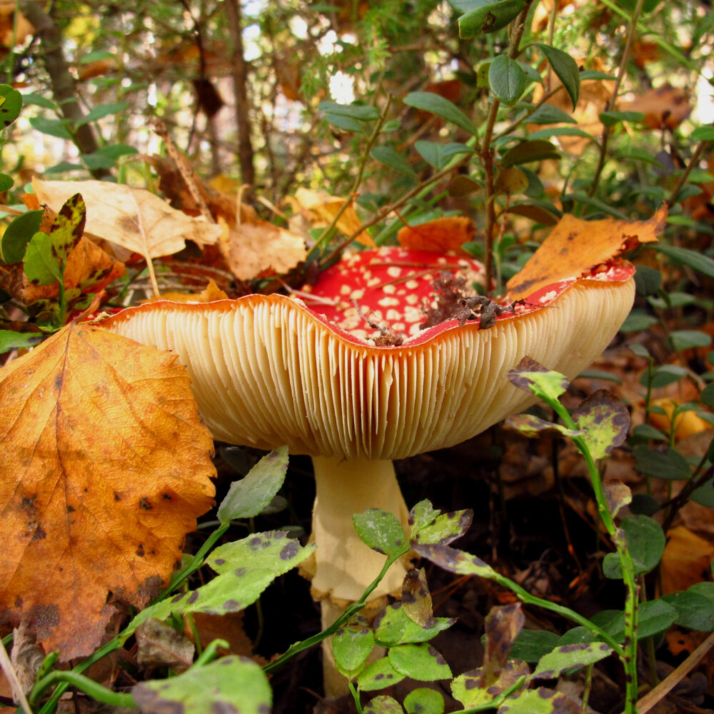 Photograph by Ульяна Кузьмина