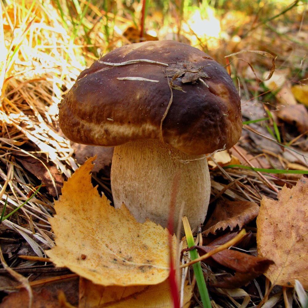 Photograph by Ульяна Кузьмина