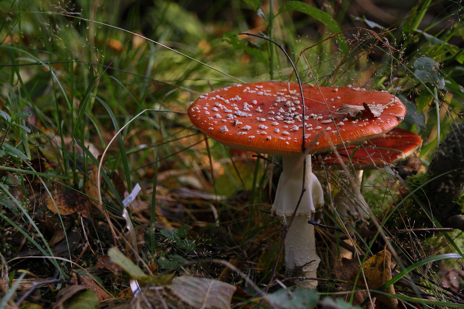 Photo #13921300