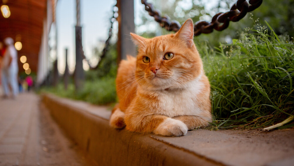 Рыжий кот