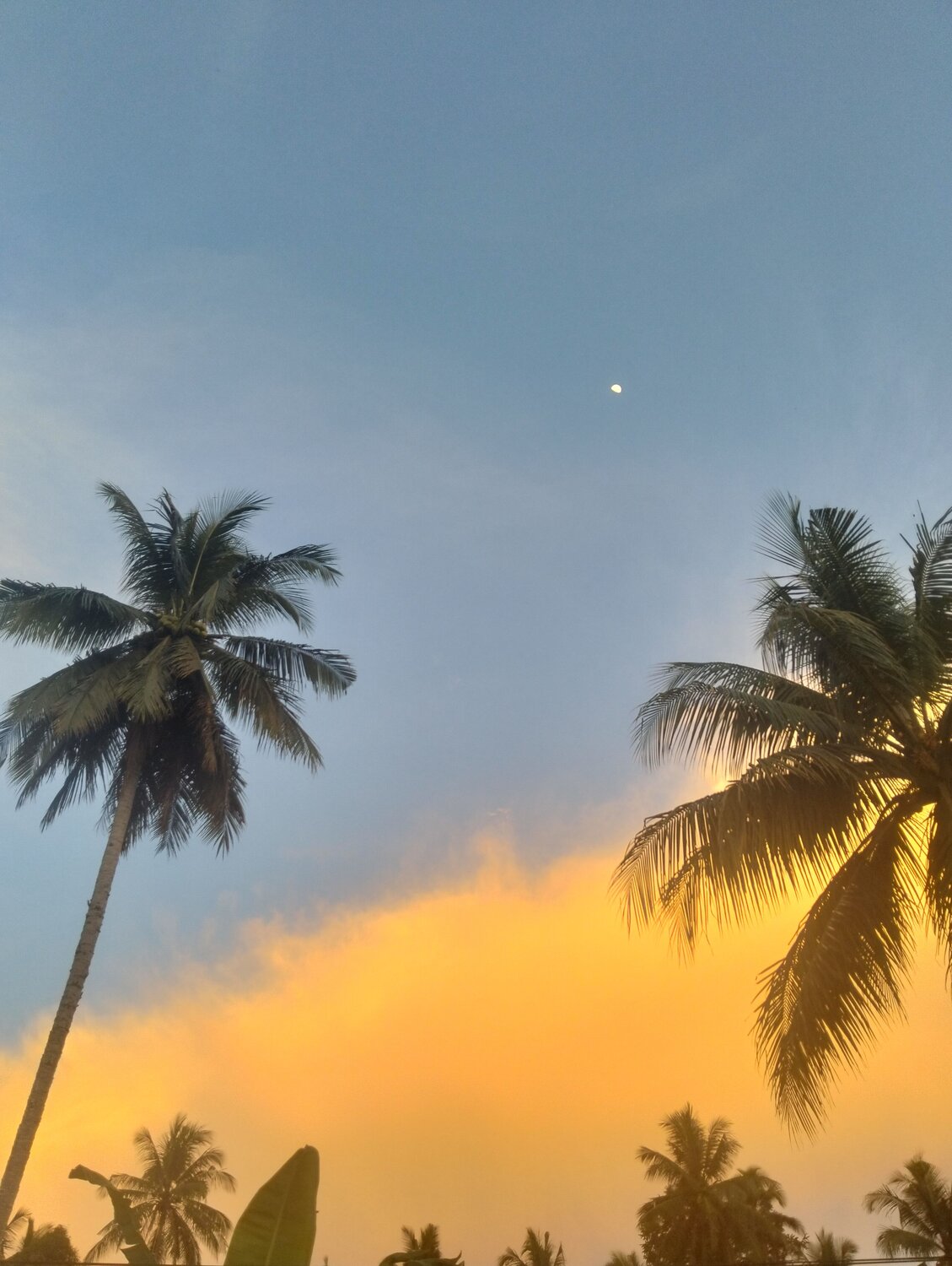 Star and coconut trees with yellow sunsets lights