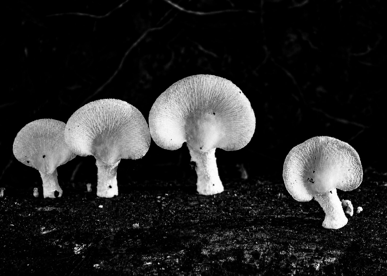 Photo #13921356