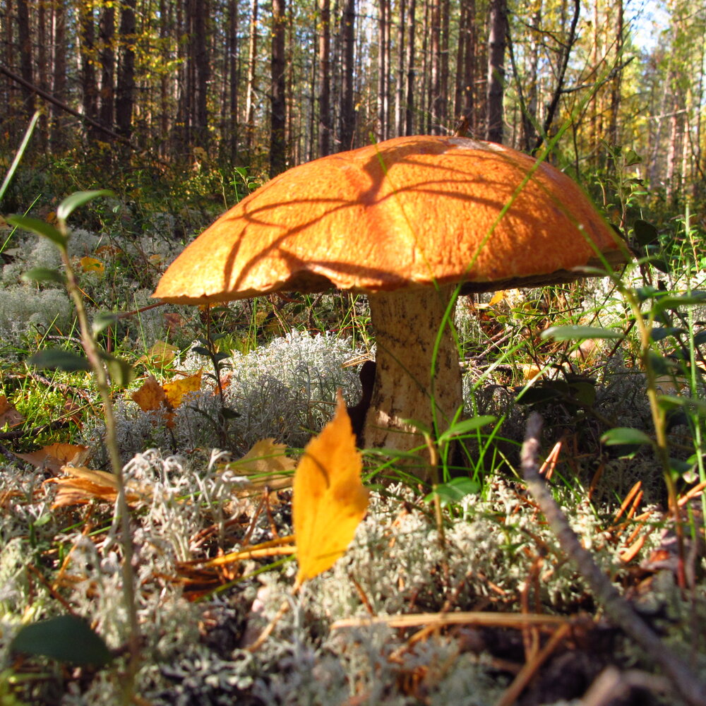 Photograph by Ульяна Кузьмина