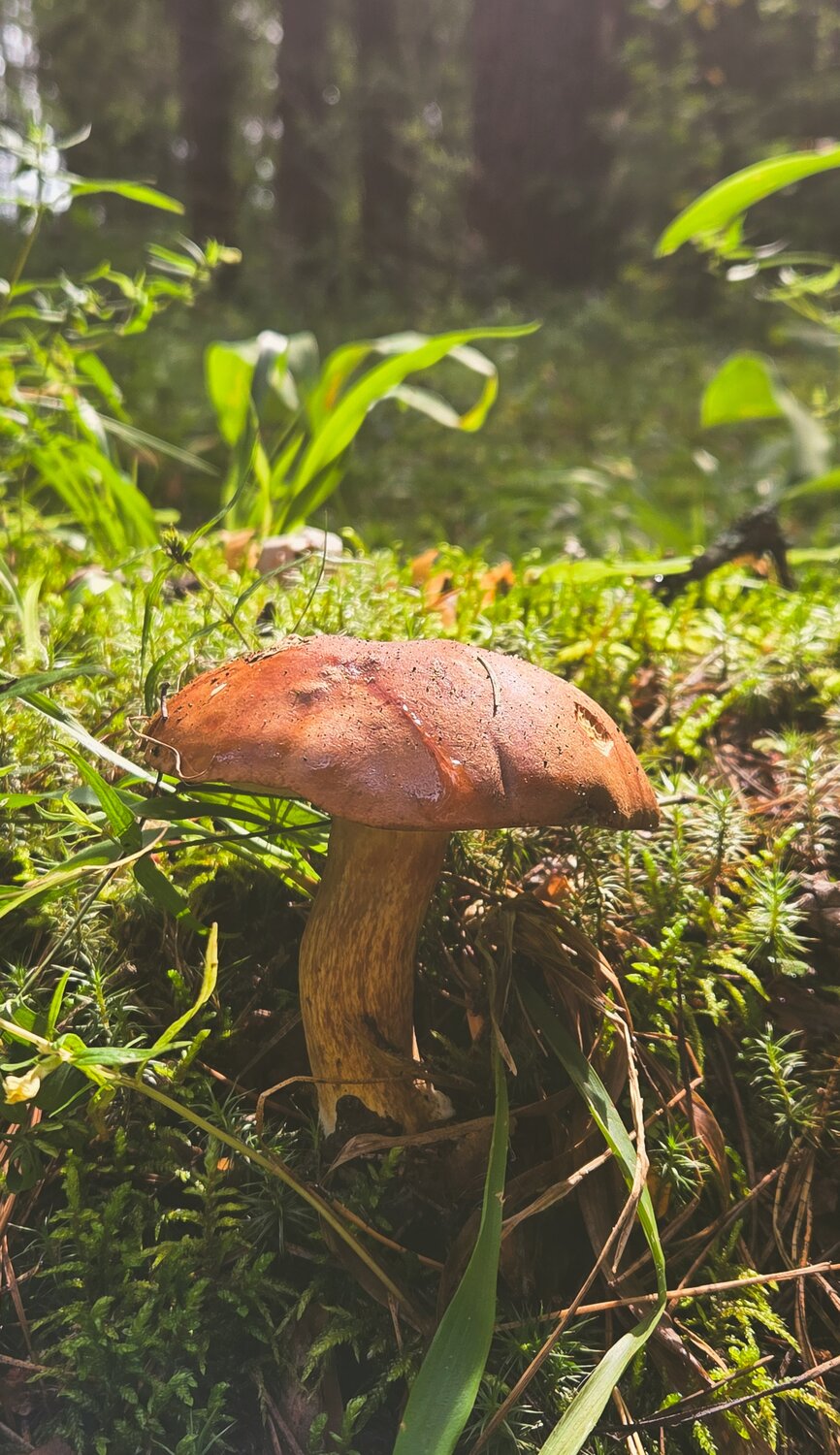 Моховик