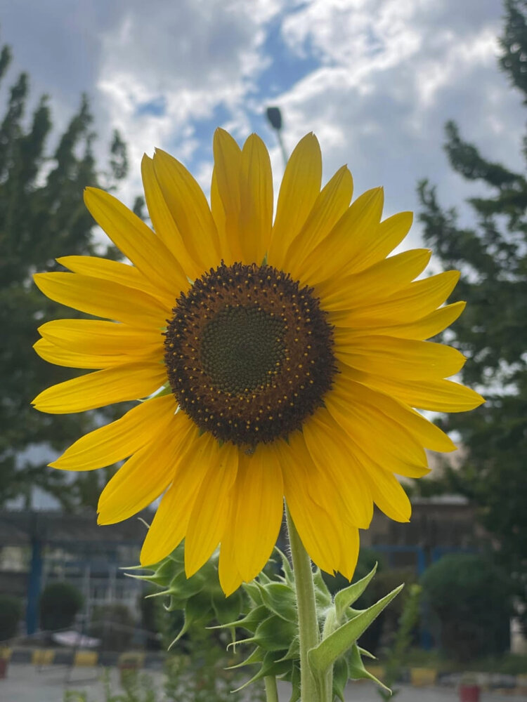 Golden Radiance