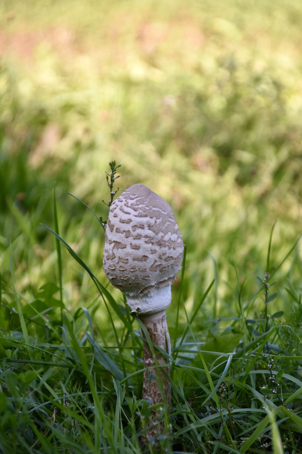 Photo #13921698