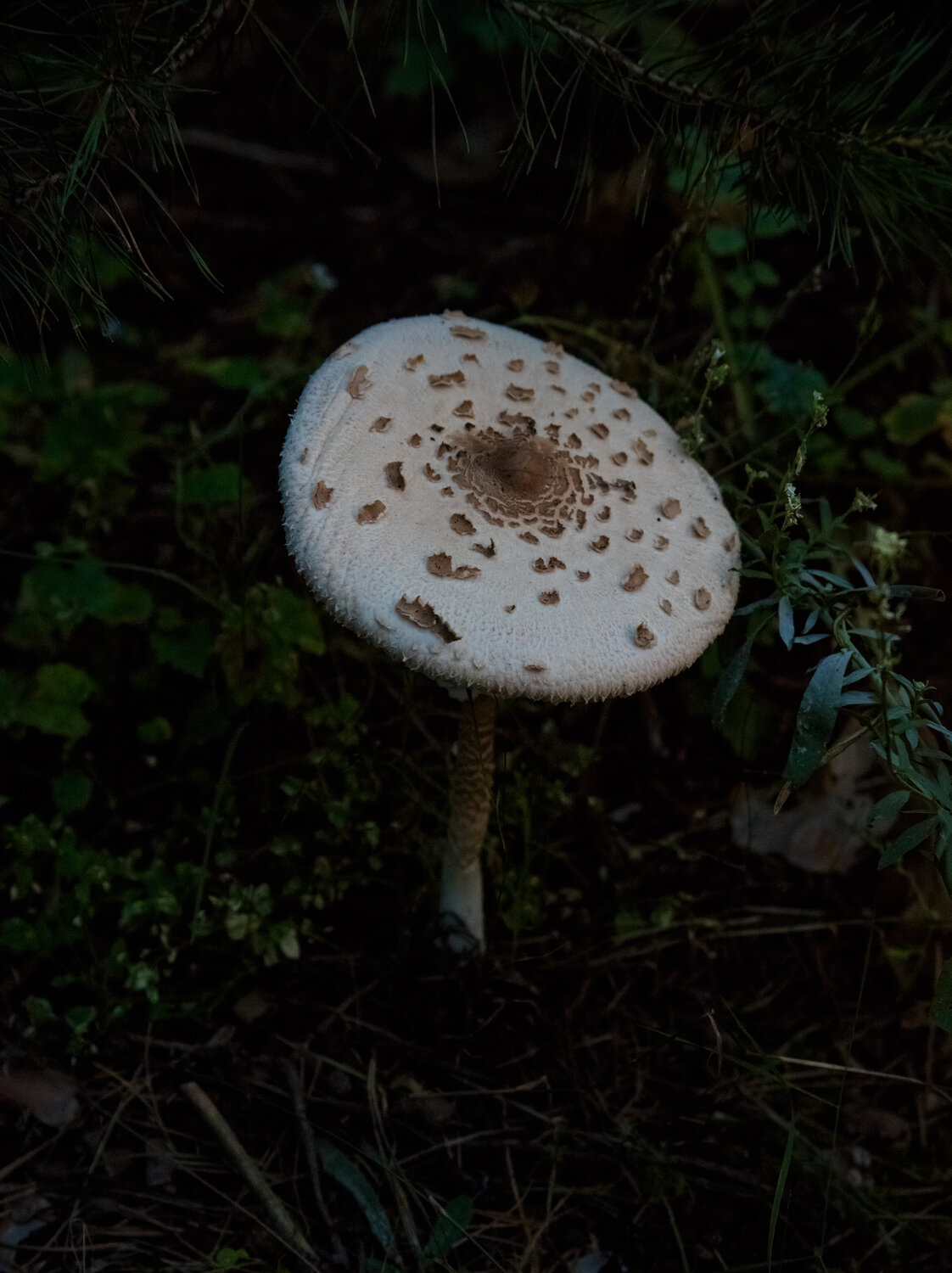 Photo #13921759