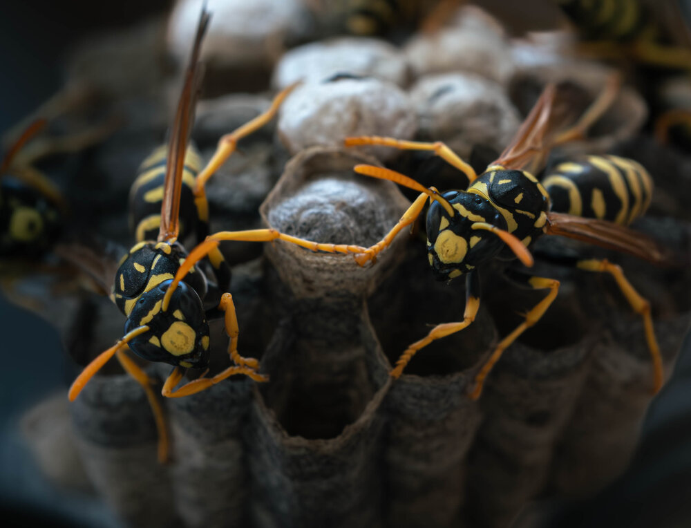 Photograph by Milan Djordjevic