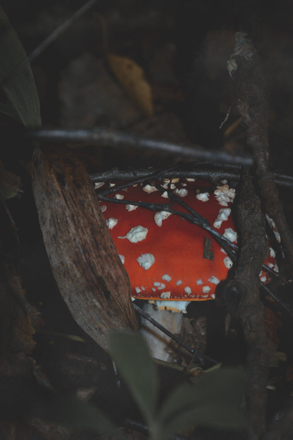 Photo #13921851