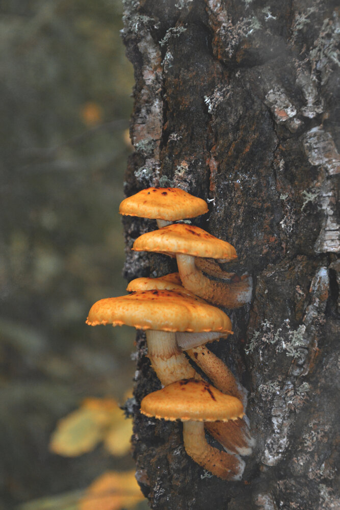 Photograph by Елена Чулюнина