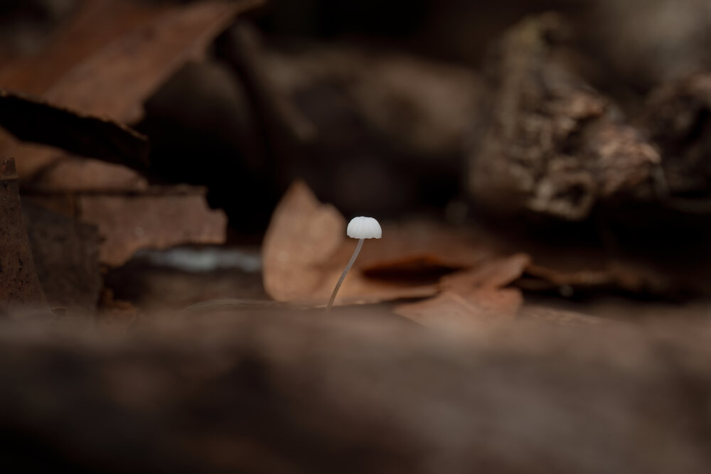 Photograph by Giorgio Castelli