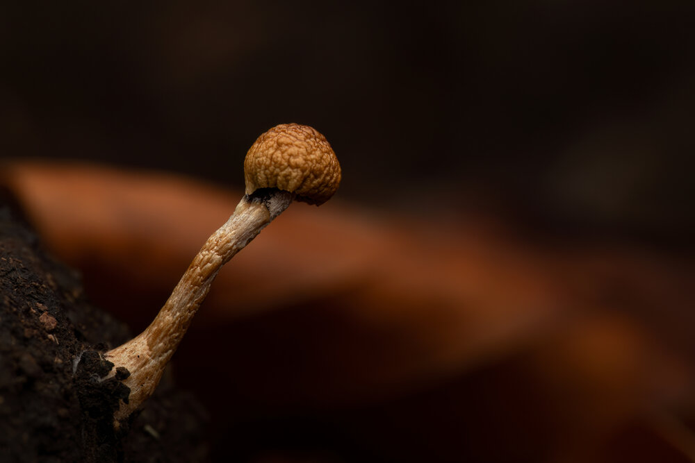 Photograph by Giorgio Castelli