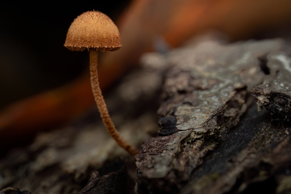 Photograph by Giorgio Castelli