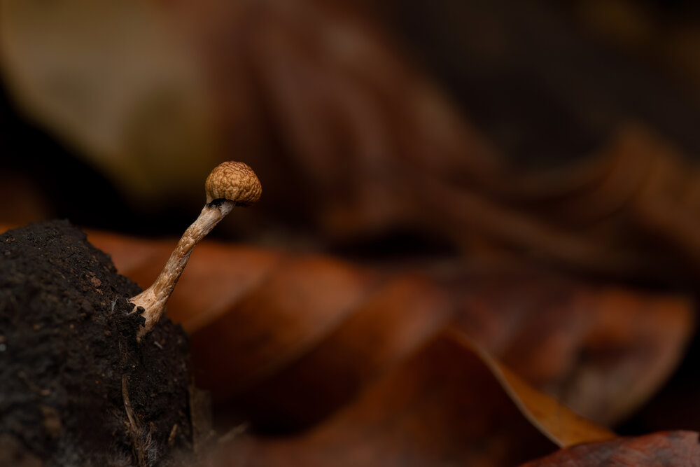 Photograph by Giorgio Castelli