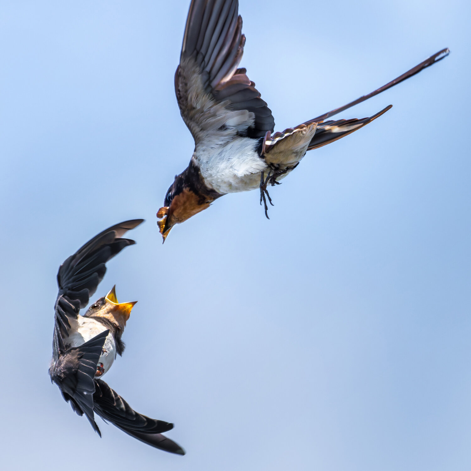 Sky-High Appetite