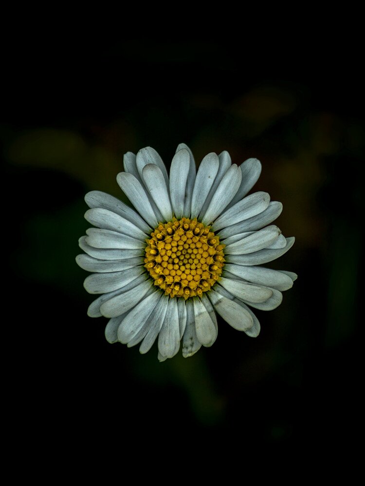 Light In Shadows