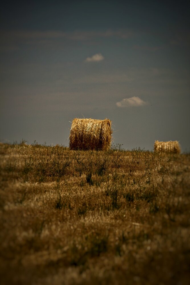 Silent Gold