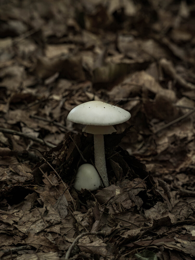 Photograph by Gunma No UMA