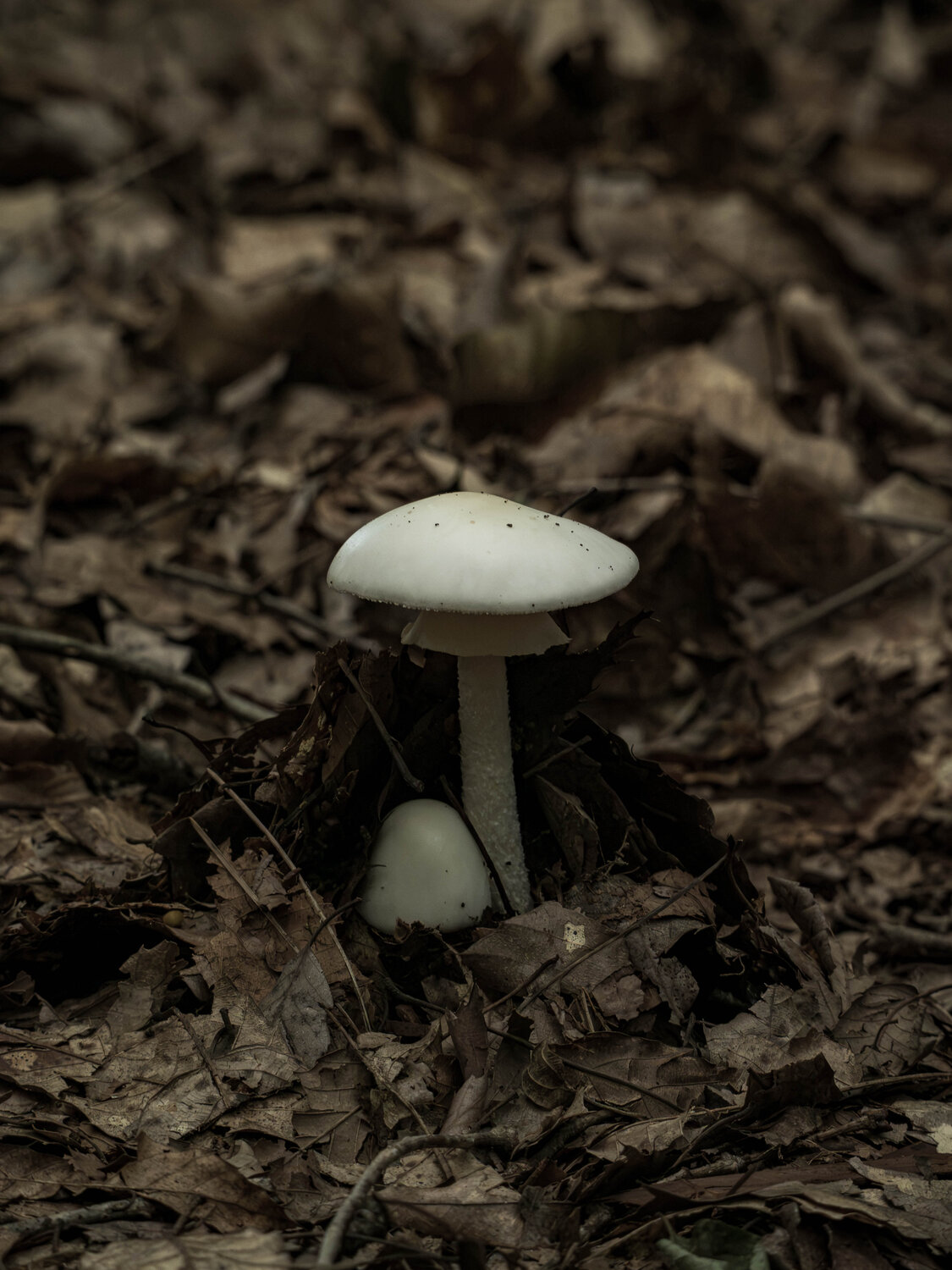 Photo #13922041