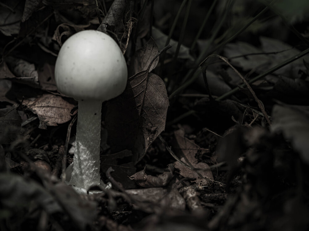 Photograph by Gunma No UMA