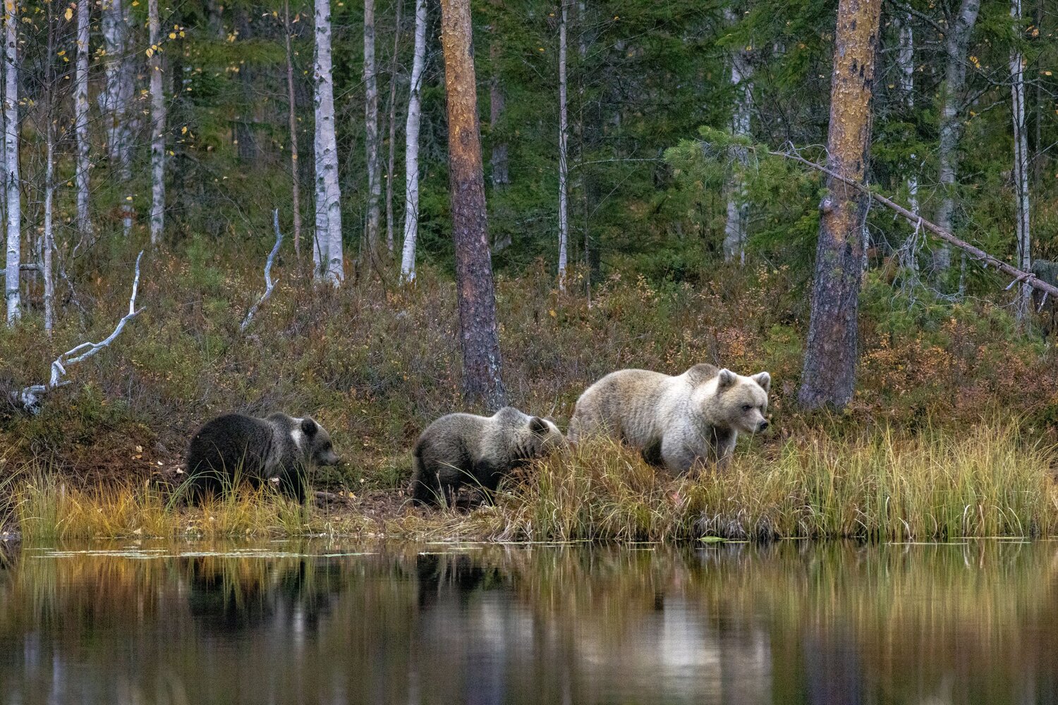Photo #13922049
