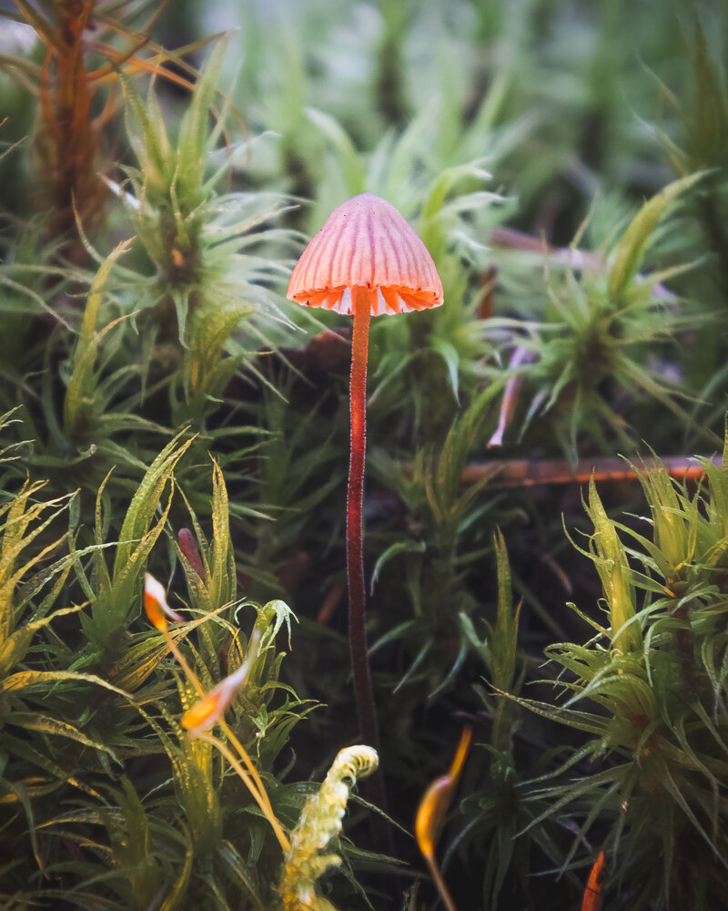 Photograph by Anton Mikhalevskiy