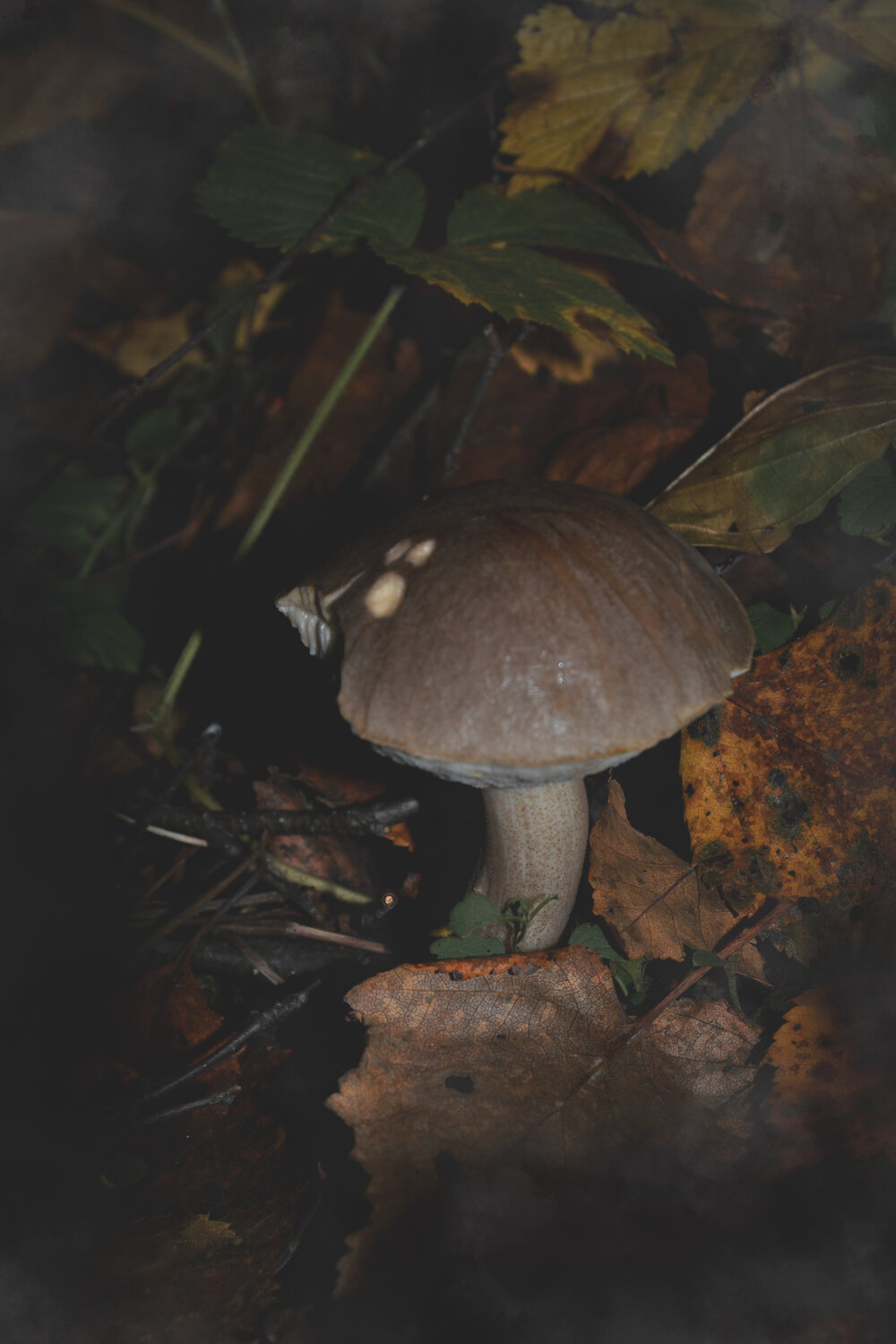 Photo #13922158