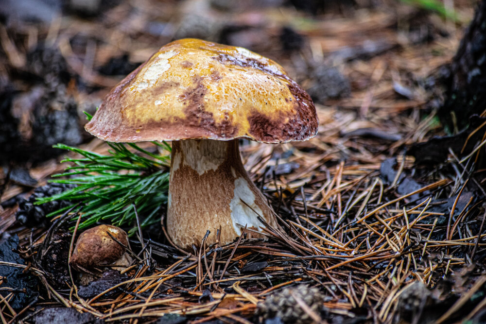 Photograph by Дмитрий Анисимов