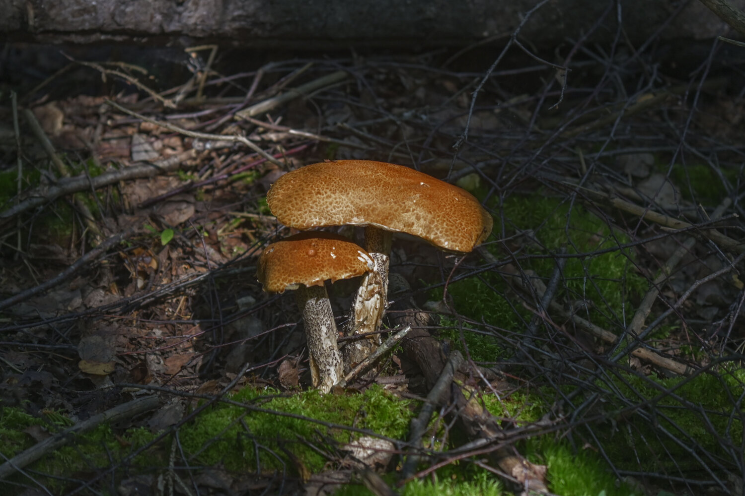 Photo #13922234