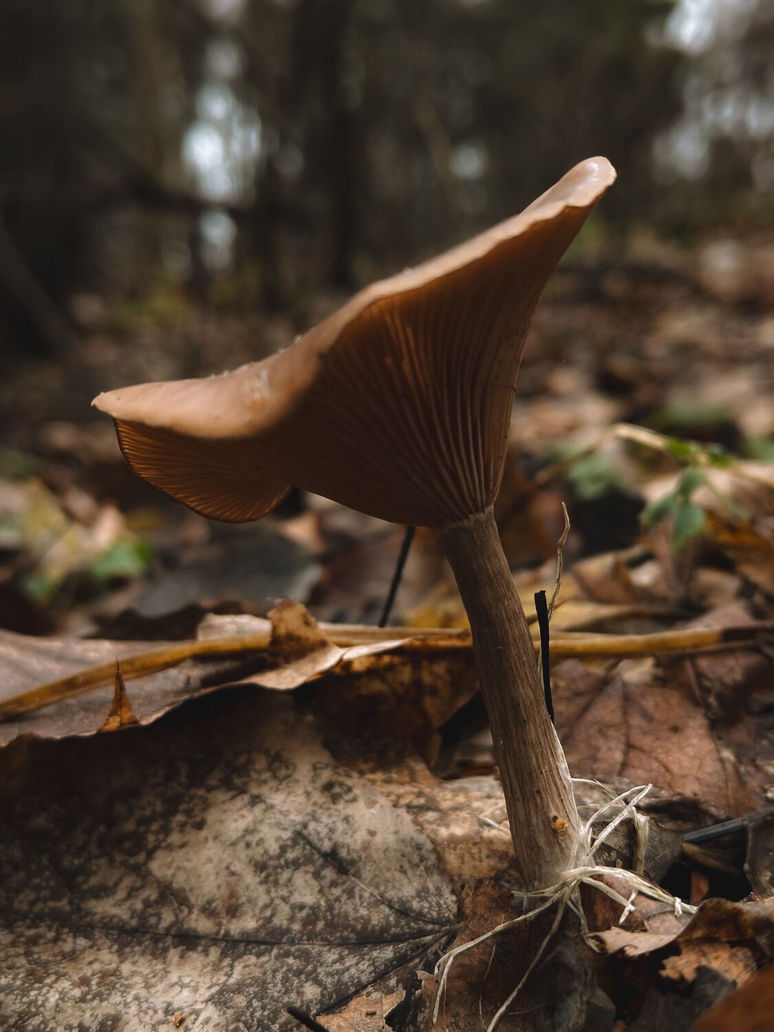 Photo #13922340