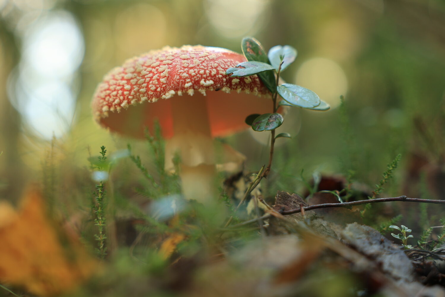 Photo #13922380