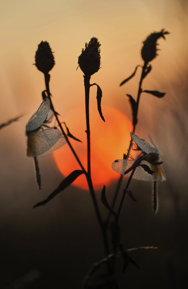 Photograph by Чибиркин Александр