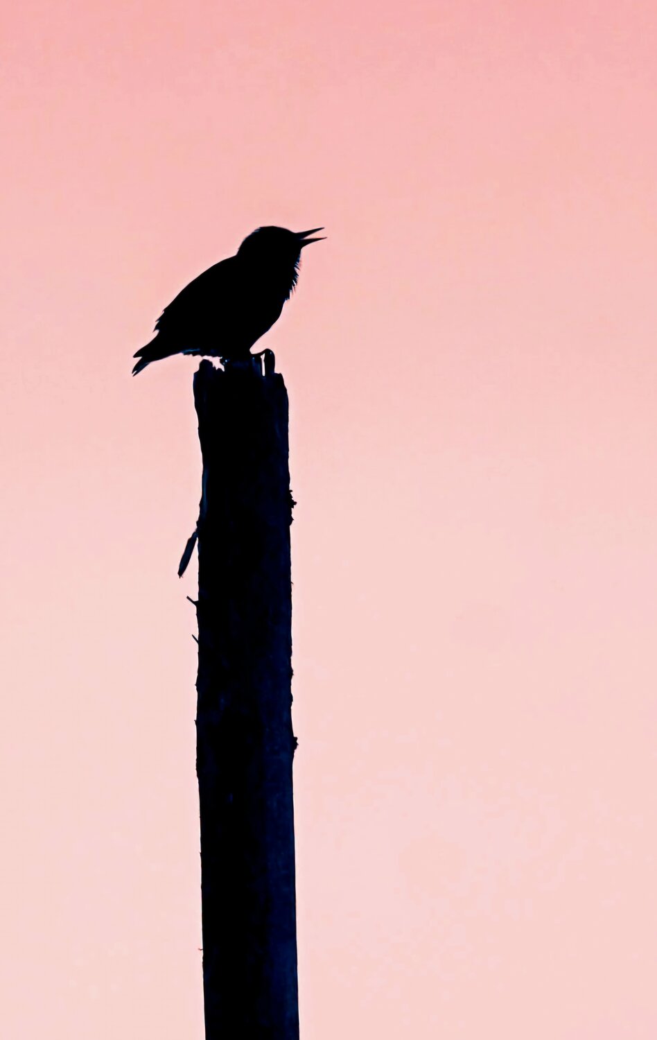 Photo #13922606