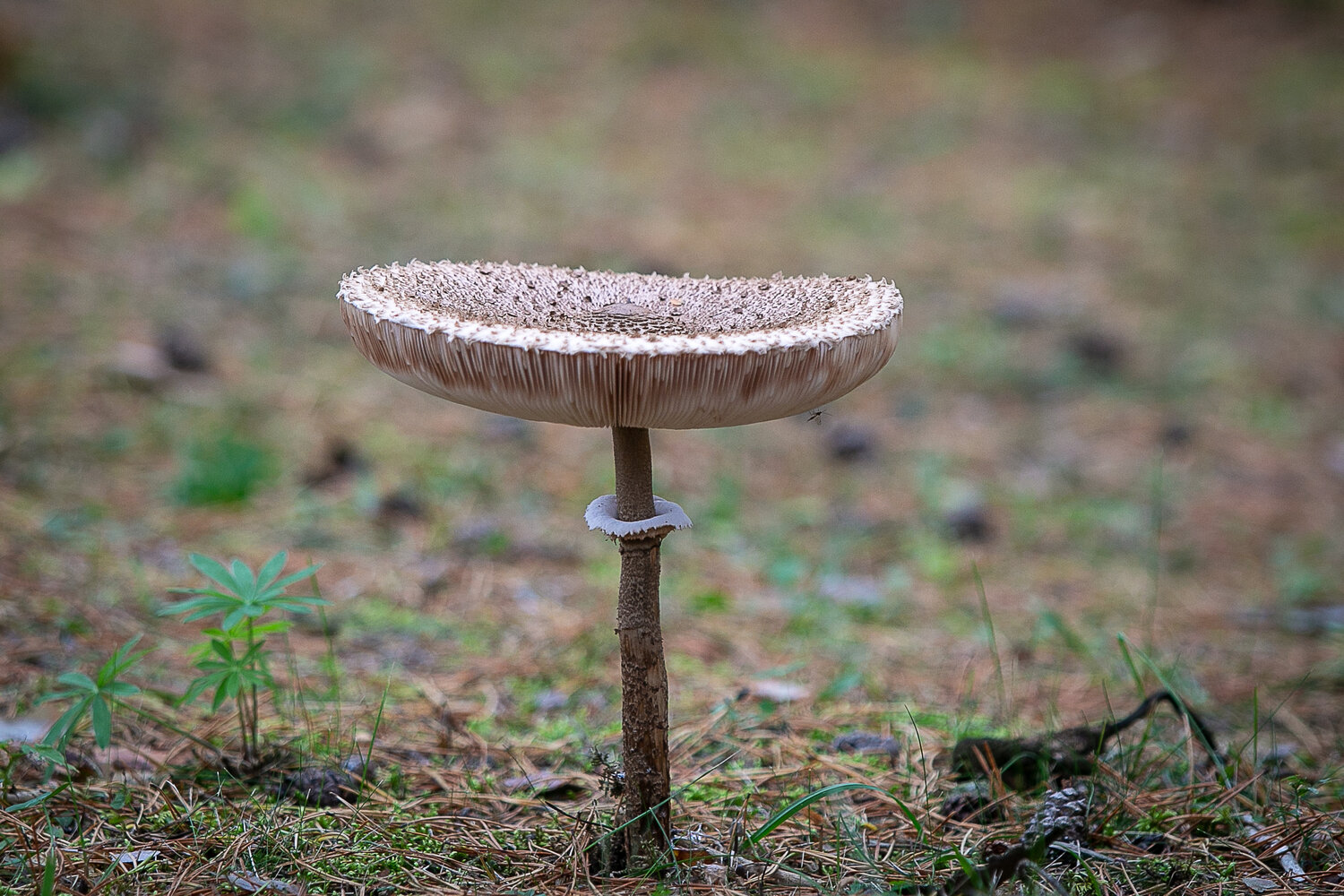 Photo #13922615