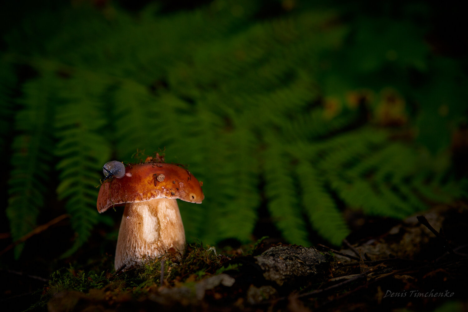 Photo #13922684