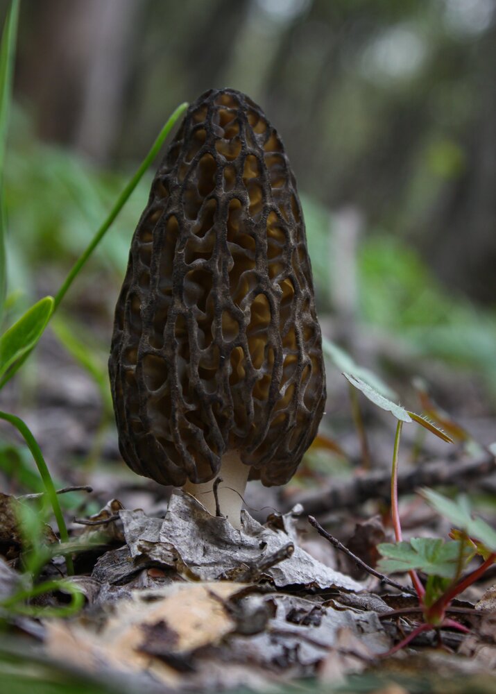 Black Morel.