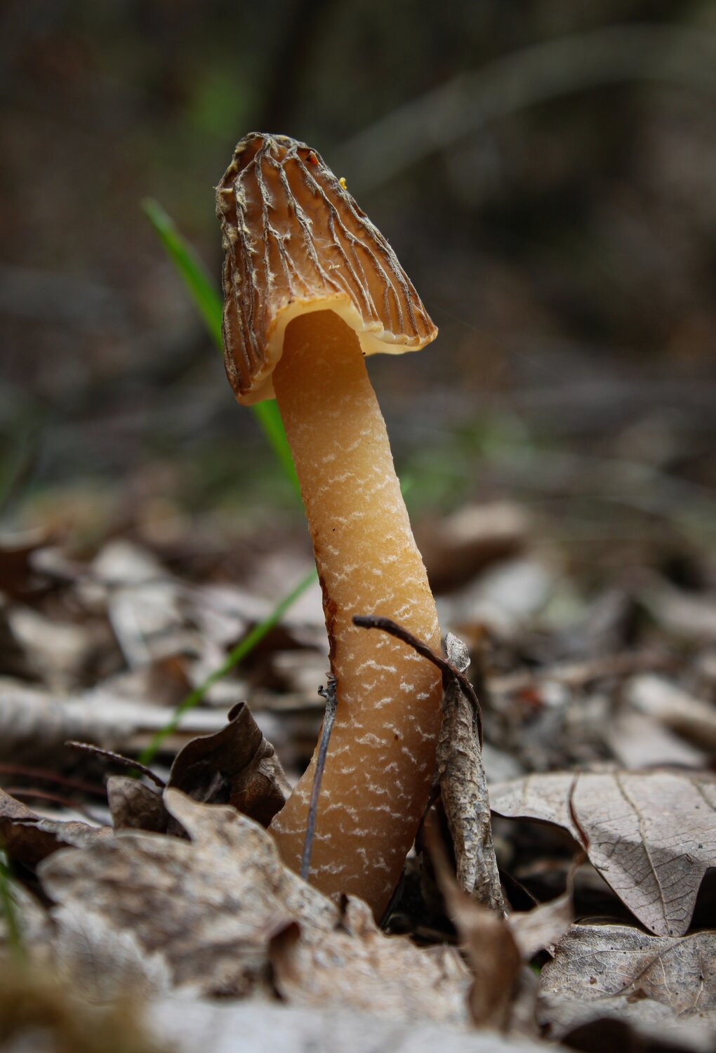Verpa