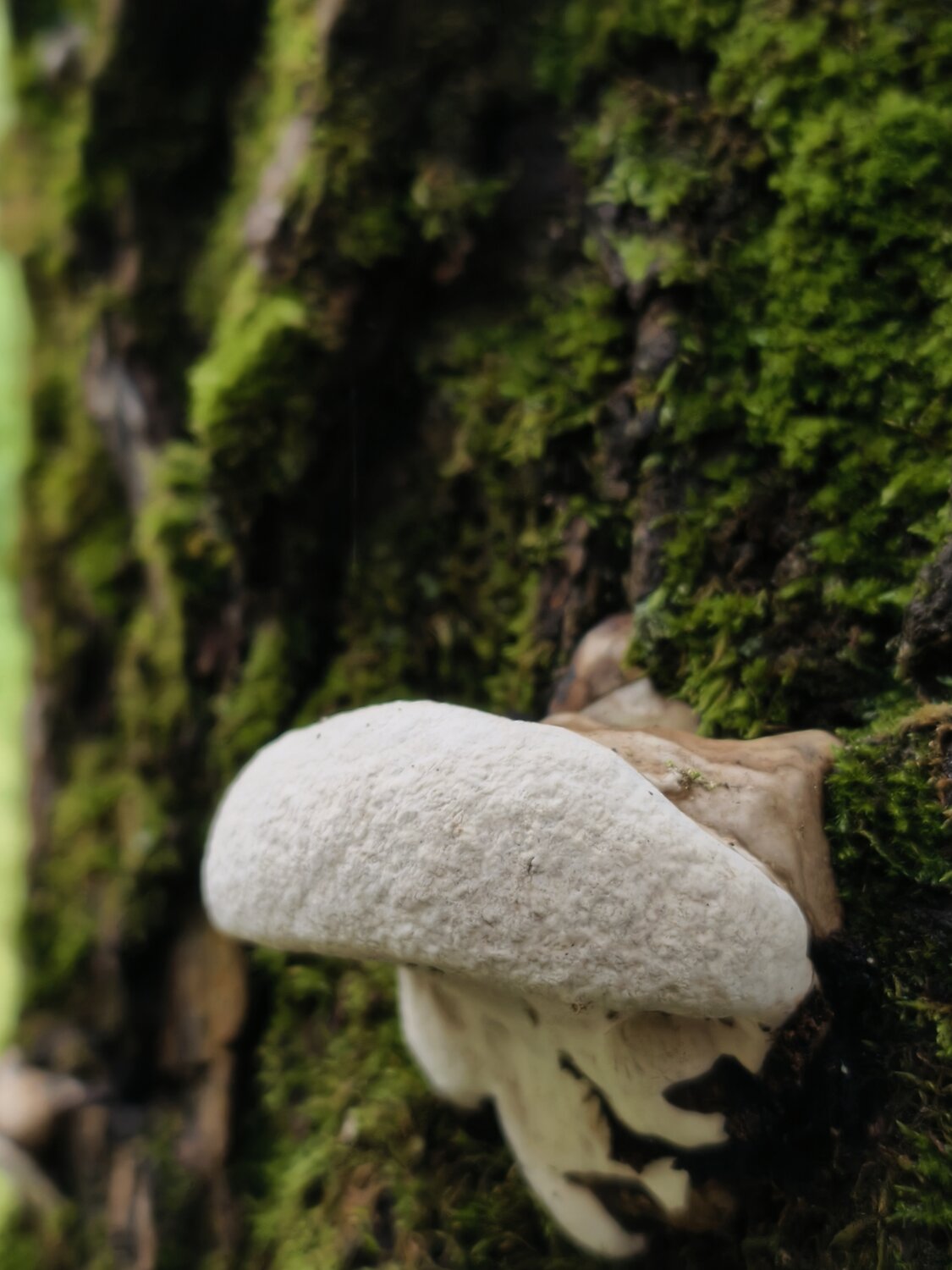 Photo #13922710