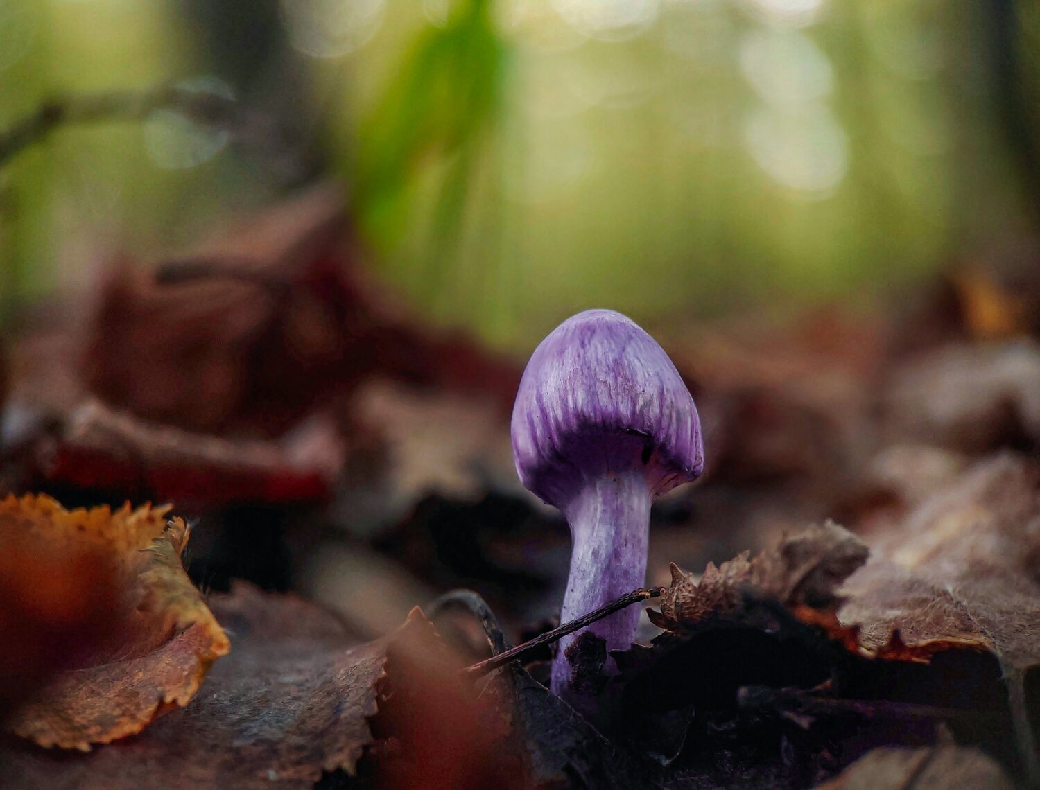 Violet