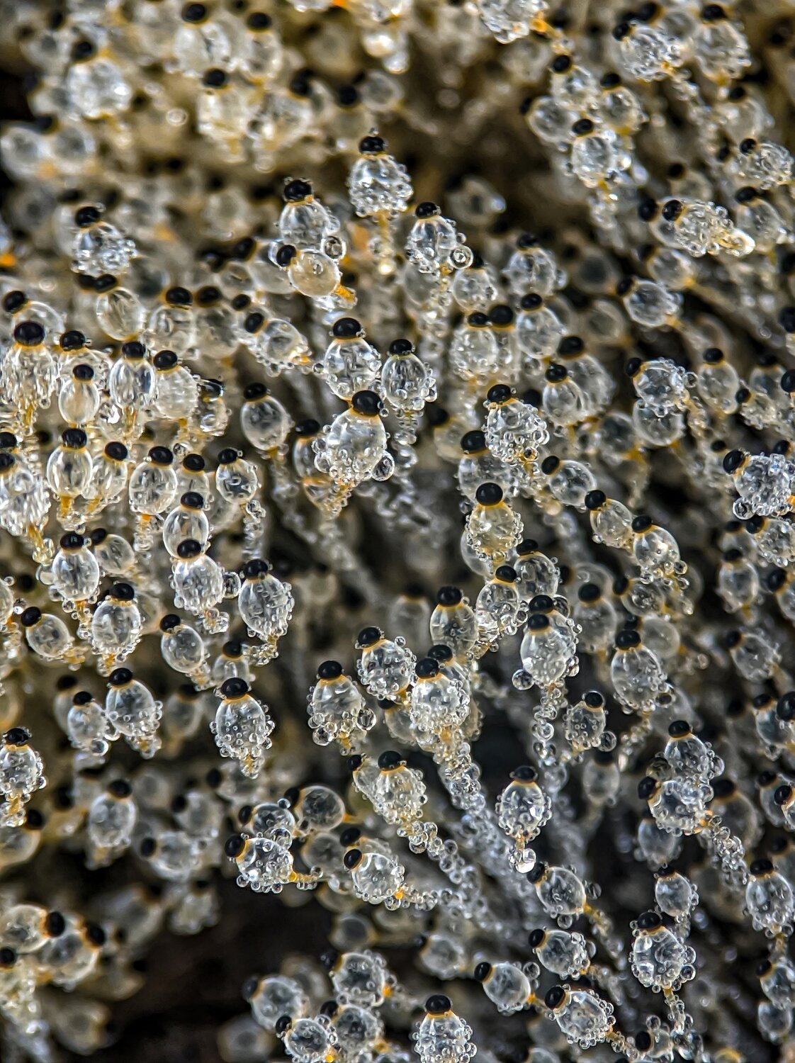 Crystals