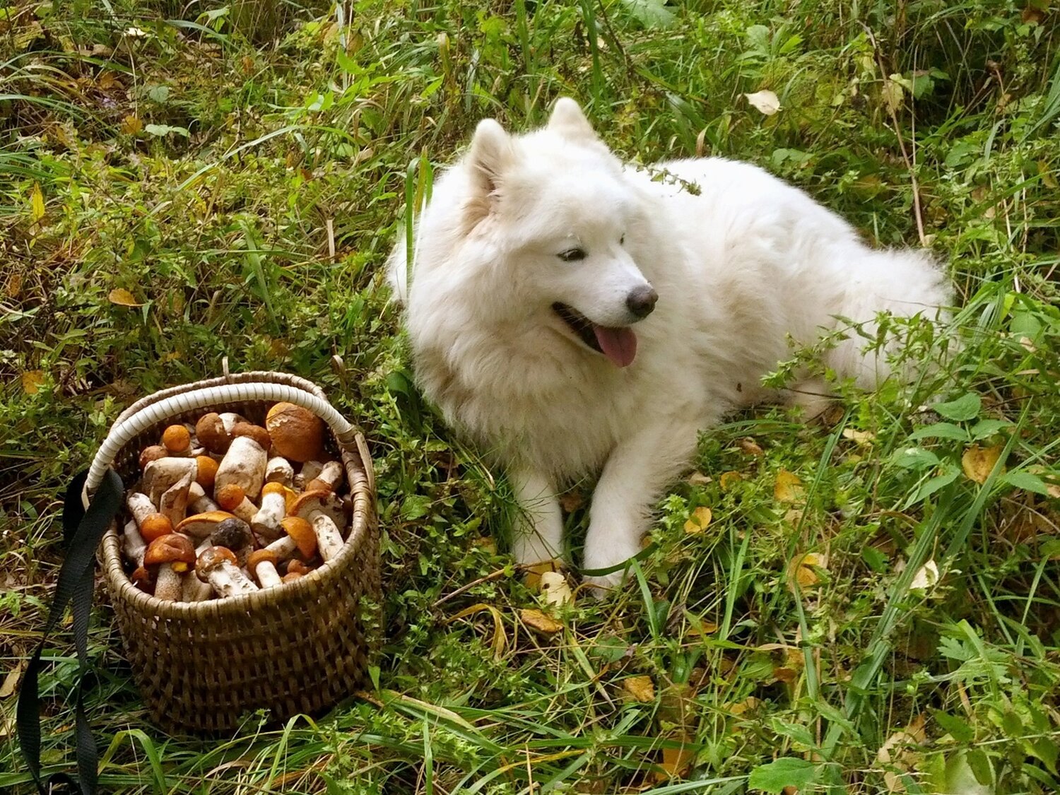 Photo #13922876